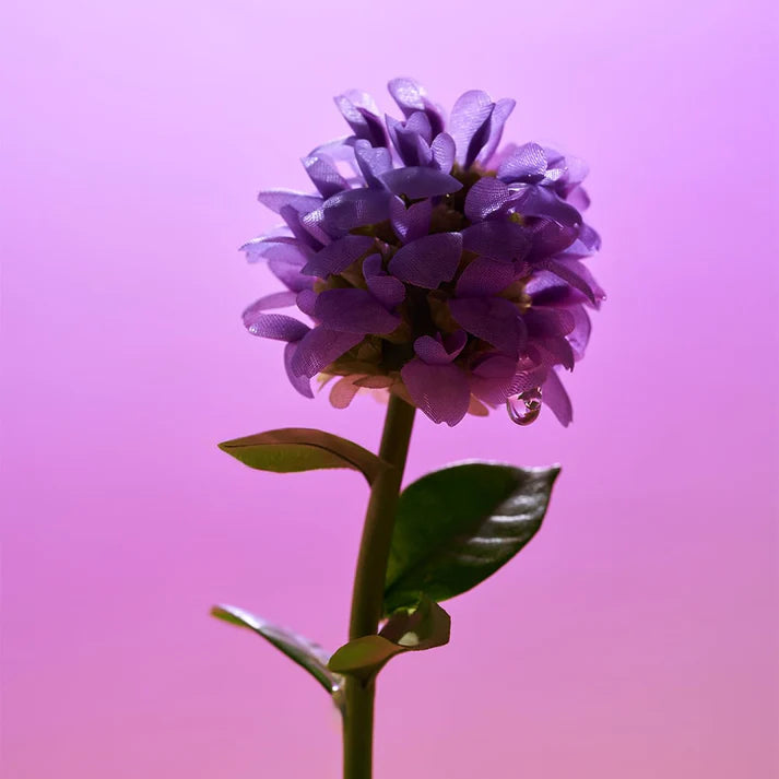 EQQUALBERRY Bakuchiol Plumping Purple Serum 30ml